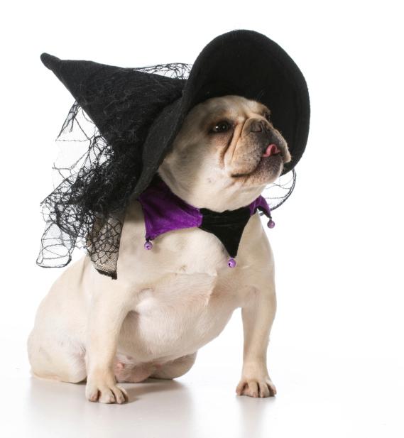 CUTEPlCS's tweet image. cute dog as a witch!! &amp;lt;3