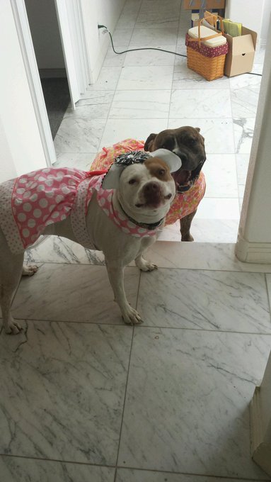 Pitrick Swayzee and Cleopitra..... I can't even deal http://t.co/RFHGIzwxXW