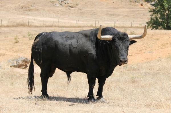 Centre2014Rafel's tweet photo. Bou adquirit per el @Centre2014Rafel de la prestigiosa ramaderia de Don Juan Pedro Domecq n°73 g:9 #femboufemfesta http://t.co/5mdQVuXpQX