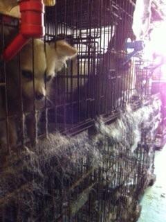 Tony T 現在 闘病中です On Twitter 緊急拡散希望 ブログ更新 ライト また会おうね 折角助けても救えなかった命 悪徳繁殖屋根絶 生体販売禁止を実現したい ブリーダー崩壊 京都 大阪 犬 150頭 Http T Co Dp5klj7csk Http T Co Ygo9f4i27u