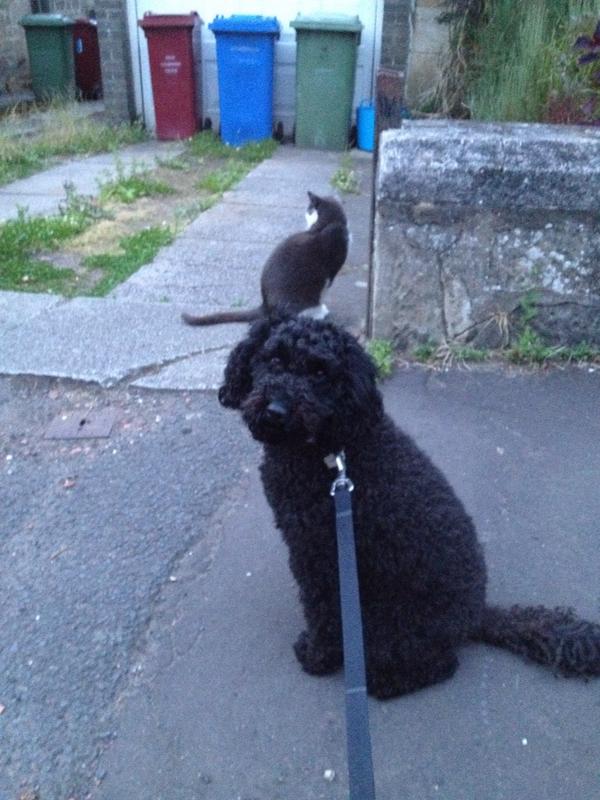 MaisieCockapoo's tweet image. Why won't she play with me?