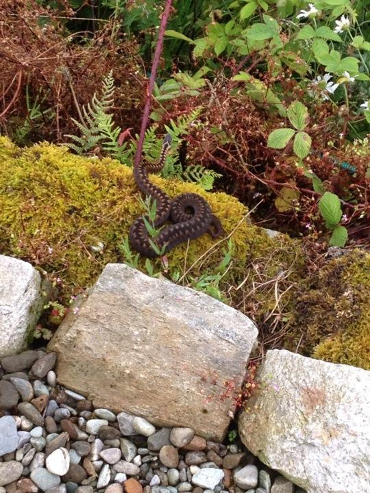 MaisieCockapoo's tweet image. Think I scared it away.