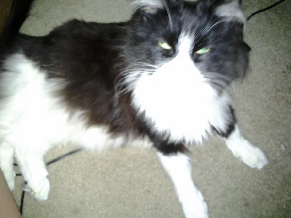 BluexAngel's tweet image. My cat lol