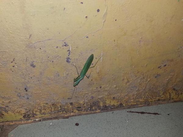 Last night in Tamale.Went for drinks with the @Tzedek volunteers and found this en route to the toilet!#cloretotamale