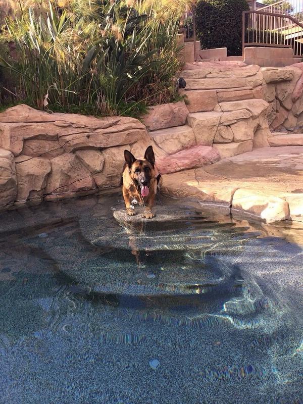 RocketRescues's tweet image. Thanks to our sponsor @MagicPoolSvcs  more dogs can live #TheGOODLife #Orlando #pools