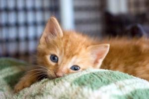 Cutenesszilla's tweet photo. Kitty blue eyes http://t.co/5ym9fdIozE