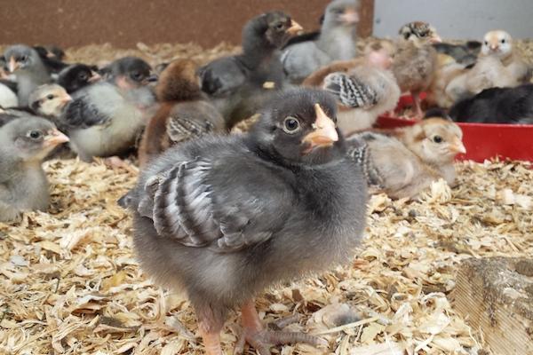 EatInVic's tweet photo. @MilkingYardFarm is growing new home-grown #chicken bred to taste like France's famous Bresse http://t.co/jHQXdfo5gU http://t.co/qJA94wYLjq