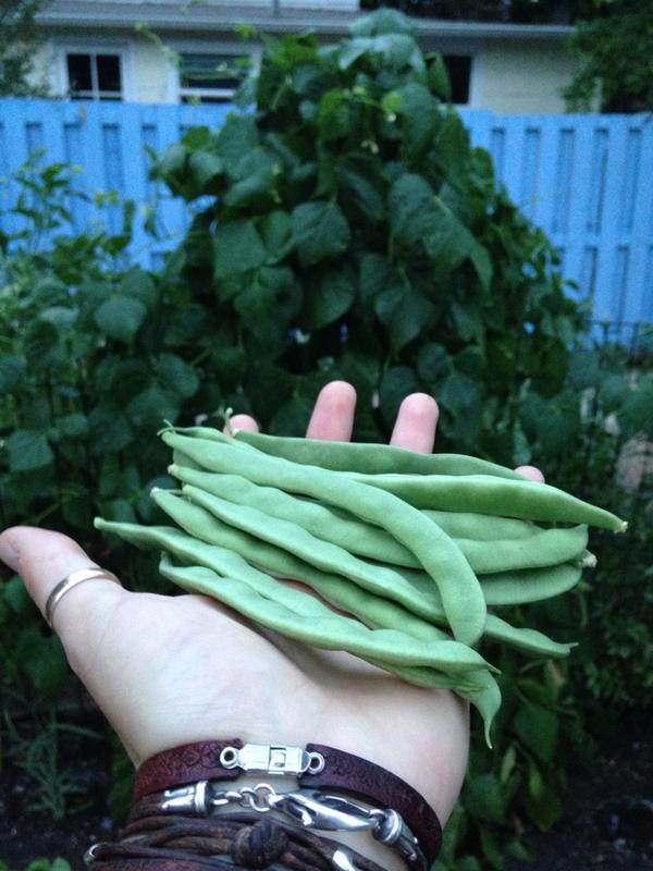 Gordon_TR's tweet photo. First green beans from the garden!!
#gossgrove #communitygarden http://t.co/SawgBFMXFY