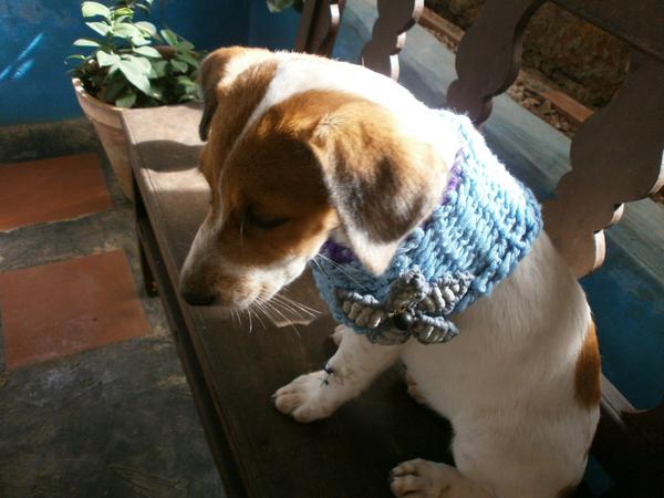 FlaviaDelgadoD's tweet photo. @MASCOTASDECALLE  Hola soy Andrea.. tengo varios hermanitos que necesitan de un HOGAR. Isla de Margarita http://t.co/TJPtkOYefY