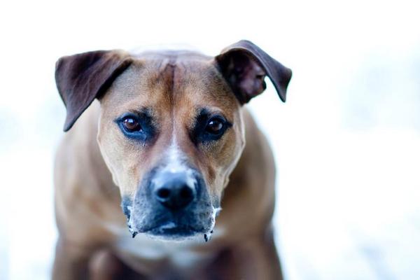 tiffkryck's tweet photo. My American bulldog/pit bull, Bob, loves unconditionally. Photo credit: @bloomportraits #PitBullWeek #pitbullmix http://t.co/9olnaiNG9n