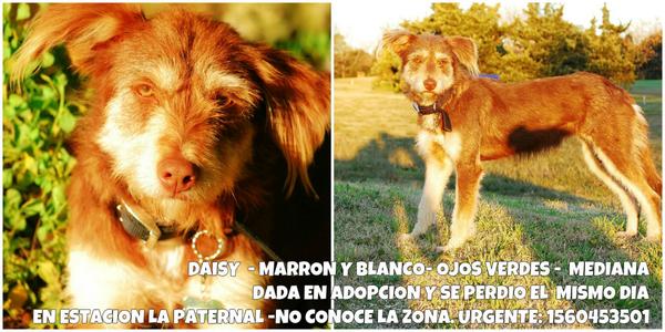 Colores1980's tweet photo. Daisy dada en adopción hace 4 horas, se perdio y no conoce lPaternal, sin chapita. URGENTE AYUDA CON SU DIFUSION. http://t.co/eqSXmmjKAT