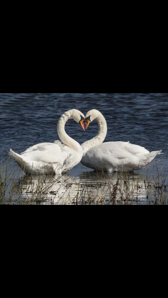 Demon_Liam_P's tweet photo. @lockedh0rror I love you baby http://t.co/KyWvKXU7uq