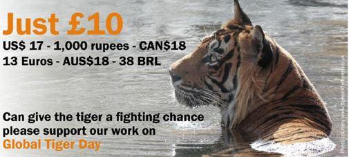mypinkchillies's tweet image. Today is #GlobalTigerDay please support @TigerTimeNow conservation work. Read more &amp;amp; donate bit.ly/SupportTigers