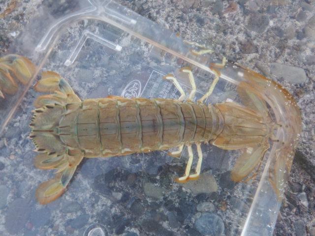 Kats 今は石狩樽川埠頭でシャコ釣り 先にいた おじさんからシャコもらった 自分は釣れるかな Http T Co Vasnrcacv9 Twitter Kats 今は石狩樽川埠頭でシャコ釣り 先にいた おじさんからシャコもらった 自分は釣れるかな Http T Co Vasnrcacv9 Twitter