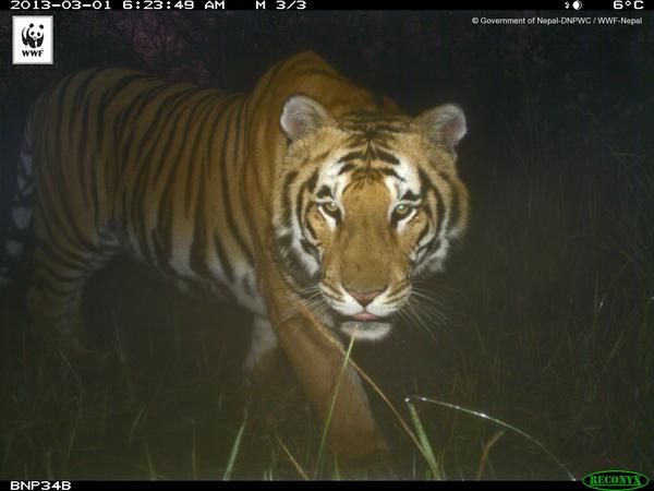 Las cámaras trampa son nuestros ojos y oídos en los bosques dónde viven los tigres #DíaMundialDelTigre #doubletigers