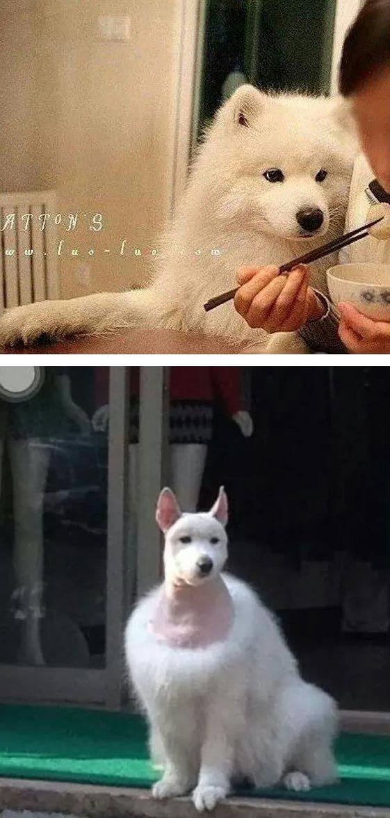 bweye's tweet image. 털의 중요성 !!!!!!!!
개는 털발 이네요~