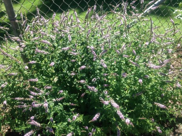 CWUGarden's tweet photo. Our twitter is now up and running! Come and grow with us! #CWU #Communitygarden http://t.co/HJog1O5eft