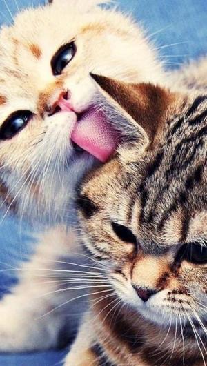 Cutenesszilla's tweet photo. Sweet! http://t.co/uhIRL8DmNm