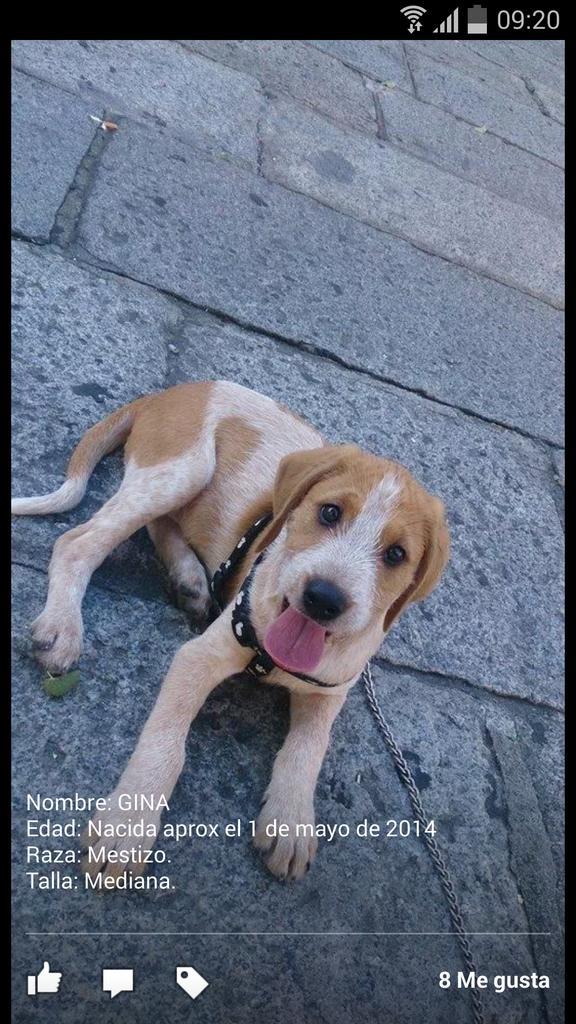 YolandaC4's tweet photo. Gina cachorrita mestiza preciosa en #adopción http://t.co/1rNmVx1HZT
