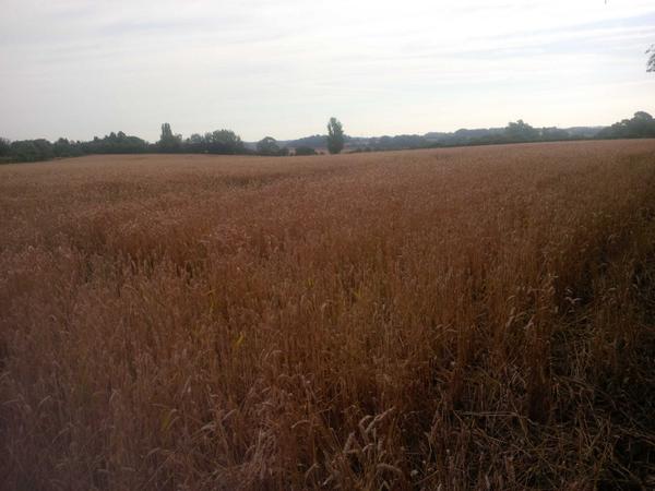 Take a good look at #Kettering East. this is the last summer the land will be productive #sustainability #population