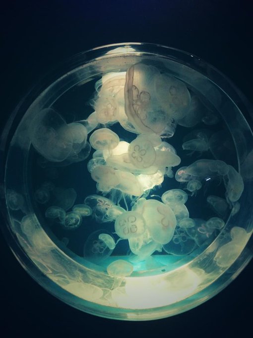 クラゲ綺麗のtwitterイラスト検索結果 古い順