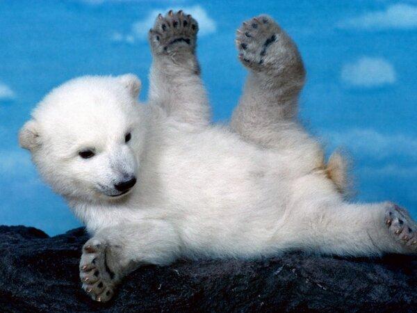 _Paisajes_'s tweet photo. La inocencia animal http://t.co/ZibUuz28VA