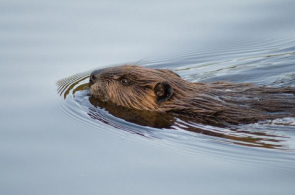 MetroSheSays's tweet photo. "Beaver still at large...." is the most Canadian headline i'll ever need. http://t.co/FdZG2Tt1VP via @MetroNewsCanada http://t.co/SdUhOuLnMh