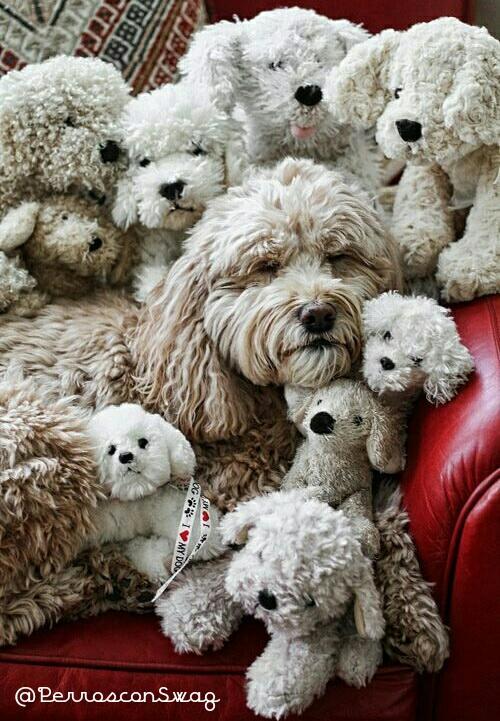 perrosconsuaj's tweet photo. Alguien ha visto a Wily? http://t.co/D9NRCl6pvA