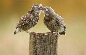 Cutenesszilla's tweet photo. owl kiss http://t.co/rFfaPXpYeB