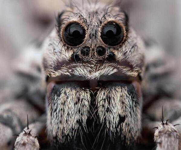NaturaPaisaje's tweet photo. Increíble instantánea captando de cerca el rostro de una araña. http://t.co/tDr5v65yNp