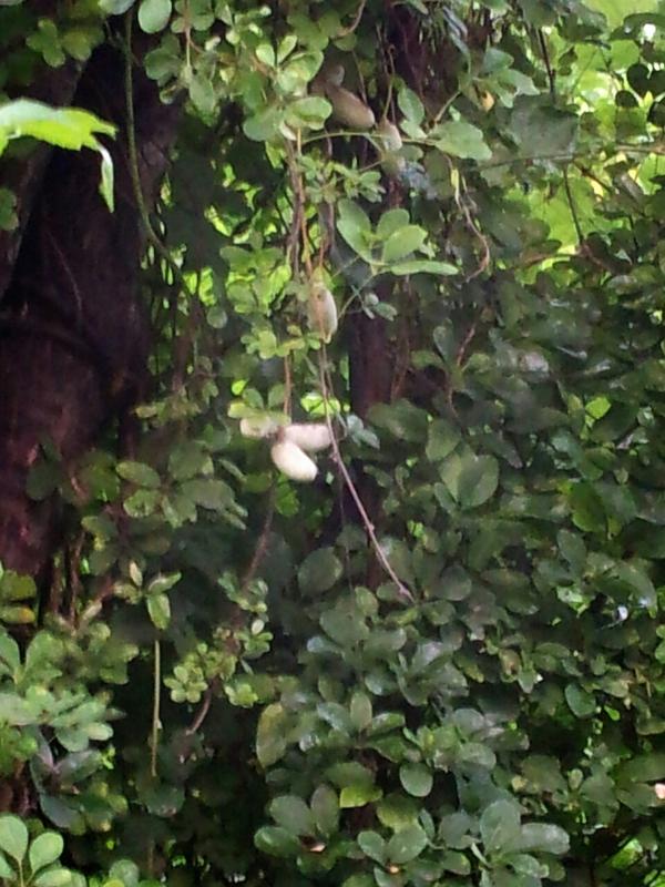 으름~!!

으름들이 보이시나요?

뱀나올까봐 멀리서 찍었습니다~ㅎ

'아가들아 무럭무럭 자라거라 가을을 기대하마~!!'