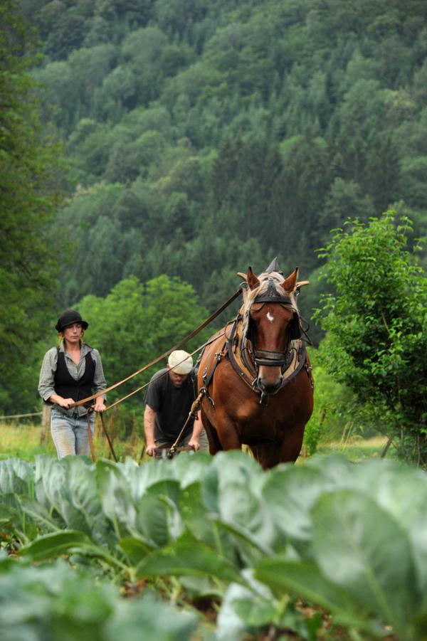 Appel à candidatures pour démos traction animale #TerresdeJim
dl.dropboxusercontent.com/u/95324054/App…