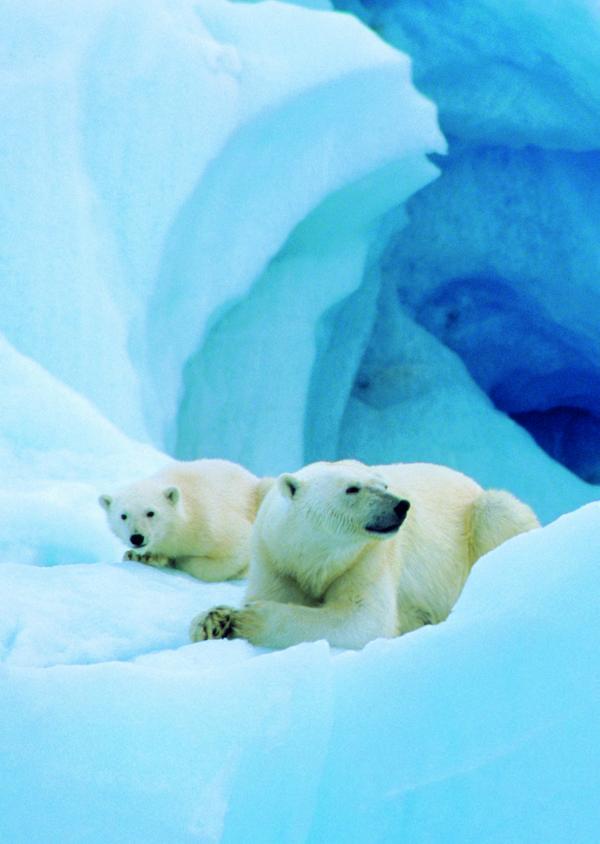 trackerstweets's tweet photo. Let's cool off a bit today! #Spitsbergen #78degreesnorth #welltakeyouthere http://t.co/SxvTIYWkHv
