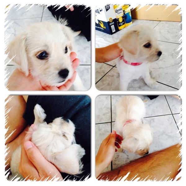 breddee's tweet photo. My uncle's puppy . Damn , he's so lucky , it's kute so much . #puppylove #puppy #love http://t.co/ElUcMfKDeQ