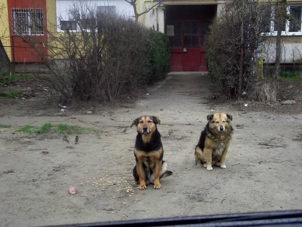 RomaniaRescue's tweet photo. Does ANYONE have space in their heart and home for Playboy and Lola? They deserve a happy ever after... PLS RT <3 http://t.co/9wTHeNqlmP