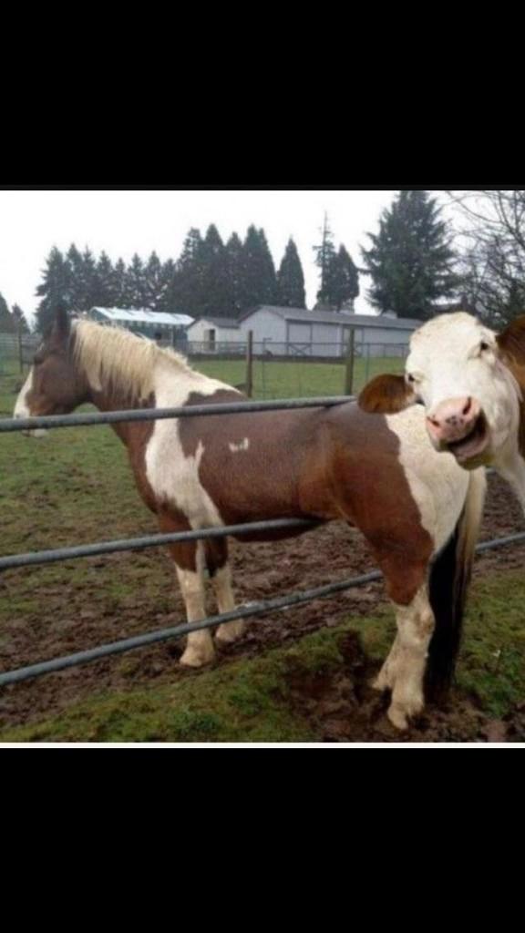 MMA Roasted tweet media