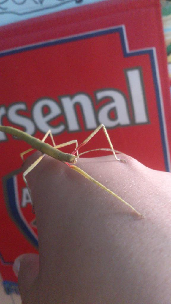 JakeDavidson07's tweet image. Oh hi stick insect!
