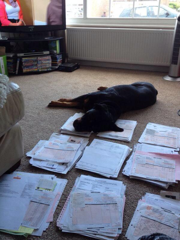 CRE_LTD's tweet photo. The CRE dog is doing a great job of helping with the accounts! @Thevirtualpa @joshepheard @BNILeedsApex @GHConstruct http://t.co/HgNdLNKAIY