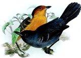 Oiseaux.net tweet media