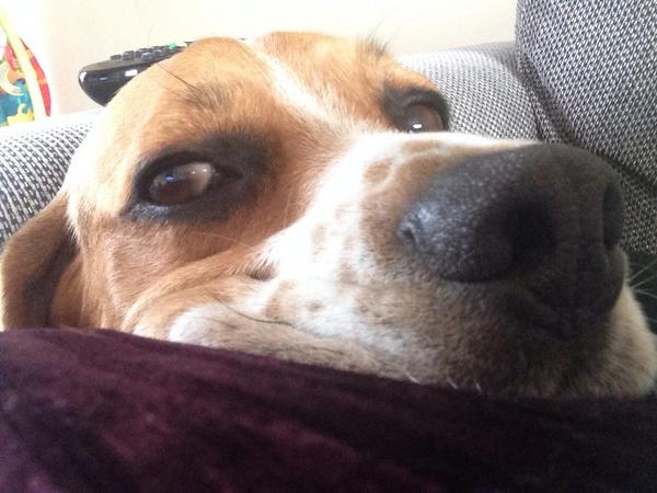 Beagle selfie.