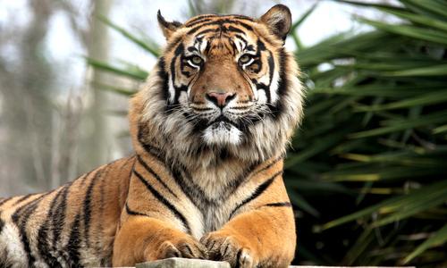 EcoWatch's tweet photo. Today is International Tiger Day!  http://t.co/GTiuWUKTUa @WWF @Defenders @LeoDiCaprio @onekindtweet http://t.co/q6DVfI1bd4