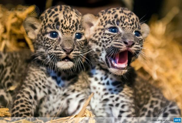 Deux femelles léopards du Sri Lanka sont nées le 1er juillet au zoo de #Maubeuge  #AFP