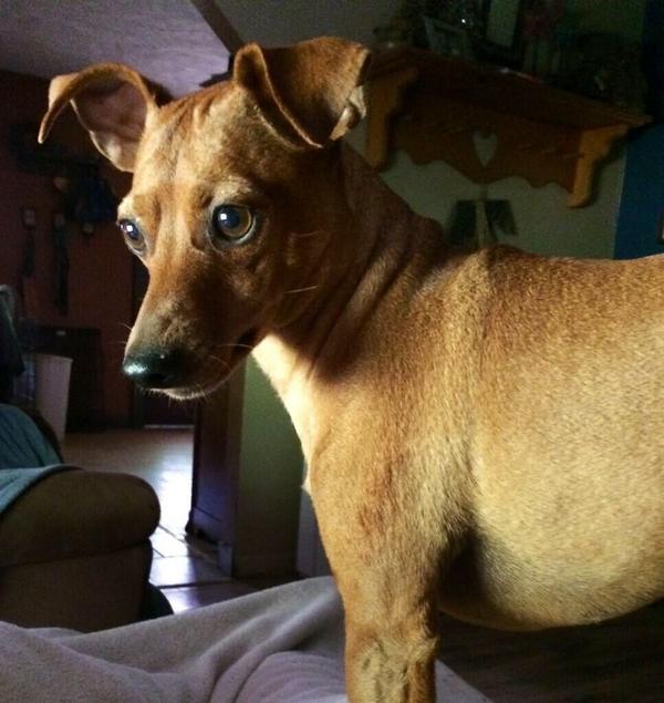 BuddyTheMiniPin's tweet image. Standing at attention lol #minipin #pets