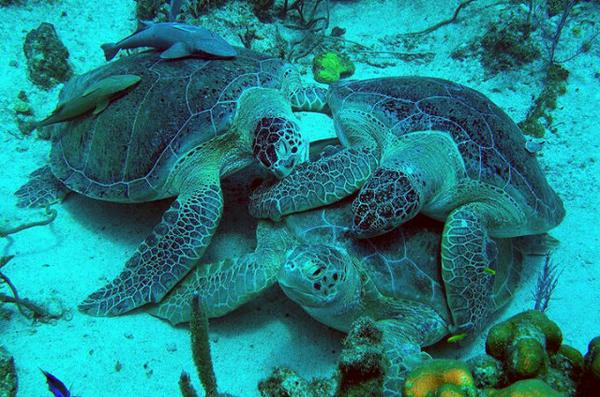 Turtle Porn - Neptune's Divers on Twitter: \