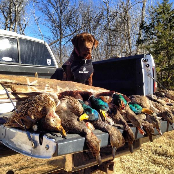 bigboybehne's tweet photo. @sportingdogtv #CabelasCanine 1yr old Stoney with a #7manlimit in #oklahoma http://t.co/9XgcM3SVfP