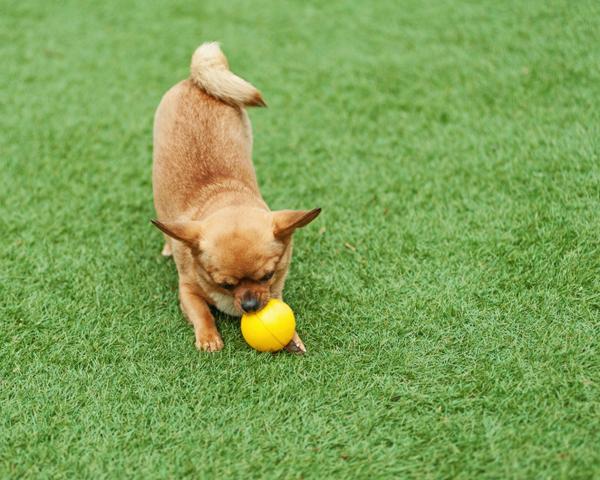 CUTEPlCS's tweet image. cute dog!! &amp;lt;3