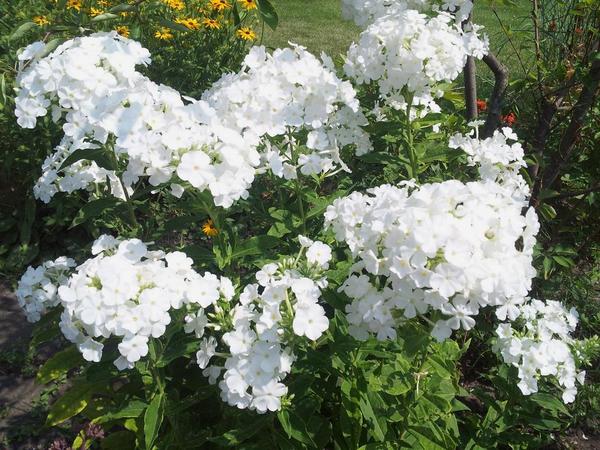 GardenOpus's tweet photo. #Phlox #MtFuji not as #MildewResistant as #David but stays clean planted in open. #gardenchat #perennial #WhiteGarden http://t.co/tjrzRhLl6O