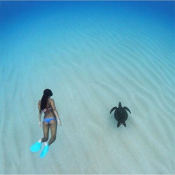 WorldLuxurious's tweet photo. Sea turtle in Oahu, Hawaii http://t.co/qBrQ3HtPCi