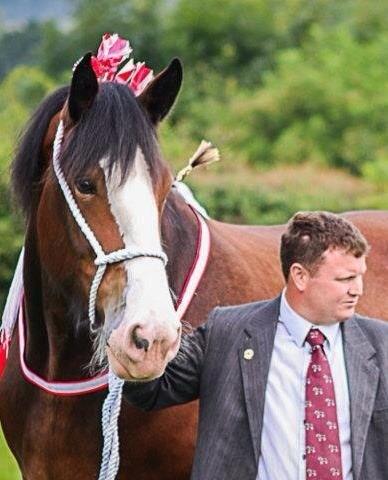 CanwellShow's tweet photo. Don't forget to visit the heavy horse section at this years Canwell Show! http://t.co/4aZYfESkBk