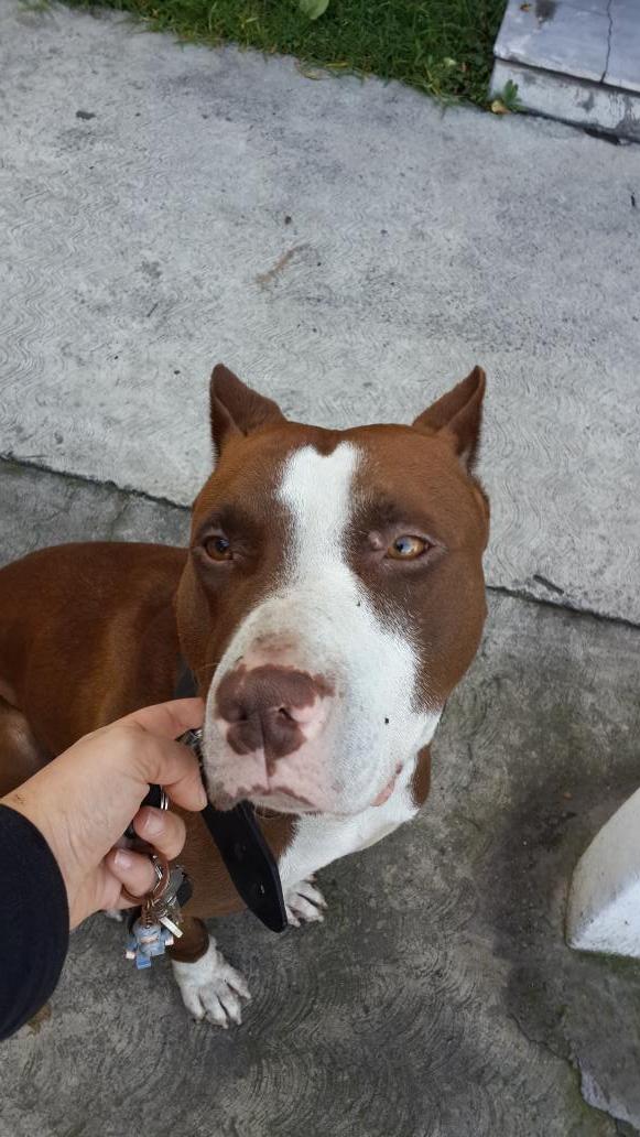 besoma79's tweet photo. @AA_DF encontré este perro zona naucalpan, compartan para q regrese a casa http://t.co/Pt5ZA0KUag
